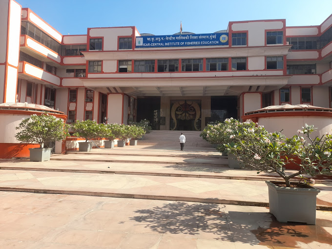 Simplify Your CIFE WES Application with Expert Help from Ccan Solutions.