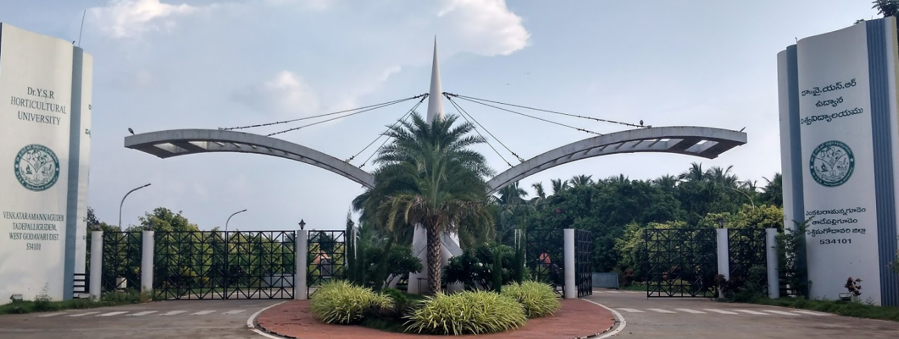 WES Process for YSRHU Graduates: Everything You Should Know. 